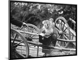 Touring Monkeys-null-Mounted Photographic Print