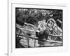 Touring Monkeys-null-Framed Photographic Print