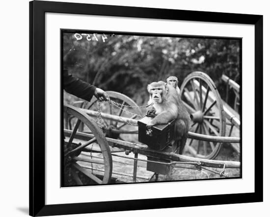 Touring Monkeys-null-Framed Photographic Print