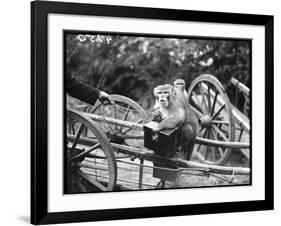 Touring Monkeys-null-Framed Photographic Print
