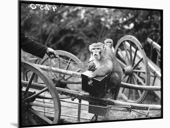 Touring Monkeys-null-Mounted Photographic Print