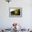 Tourist Boat on Lake Salvador, Manu National Park, Peru, South America-Peter Groenendijk-Framed Photographic Print displayed on a wall