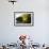 Tourist Boat on Lake Salvador, Manu National Park, Peru, South America-Peter Groenendijk-Framed Photographic Print displayed on a wall