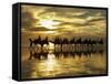 Tourist Camel Train on Cable Beach at Sunset, Broome, Kimberley Region, Western Australia-David Wall-Framed Stretched Canvas