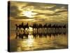 Tourist Camel Train on Cable Beach at Sunset, Broome, Kimberley Region, Western Australia-David Wall-Stretched Canvas