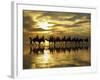 Tourist Camel Train on Cable Beach at Sunset, Broome, Kimberley Region, Western Australia-David Wall-Framed Photographic Print