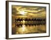 Tourist Camel Train on Cable Beach at Sunset, Broome, Kimberley Region, Western Australia-David Wall-Framed Photographic Print