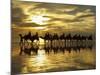 Tourist Camel Train on Cable Beach at Sunset, Broome, Kimberley Region, Western Australia-David Wall-Mounted Photographic Print