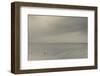 Tourist floating on water on the beach by the Dead Sea, Suweimah, Jordan-null-Framed Photographic Print