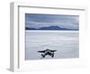 Tourist on Salt Crust of Salar De Uyuni, Emphasising Scale of Largest Salt Flat in World, Bolivia-John Warburton-lee-Framed Photographic Print