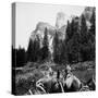 Tourist Photo from Horse-Drawn Wagon in Yosemite Valley, Ca. 1900-null-Stretched Canvas
