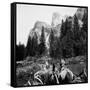 Tourist Photo from Horse-Drawn Wagon in Yosemite Valley, Ca. 1900-null-Framed Stretched Canvas