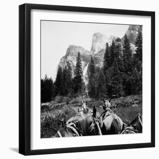 Tourist Photo from Horse-Drawn Wagon in Yosemite Valley, Ca. 1900-null-Framed Photographic Print