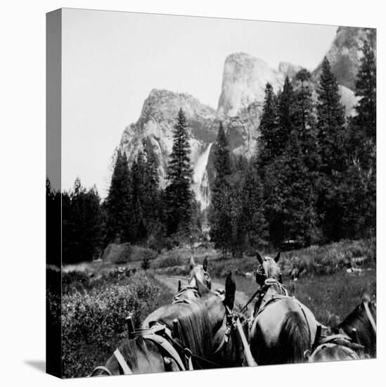 Tourist Photo from Horse-Drawn Wagon in Yosemite Valley, Ca. 1900.-Kirn Vintage Stock-Stretched Canvas