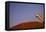 Tourist Photographing Ayers Rock in the Australian Outback-Paul Souders-Framed Stretched Canvas