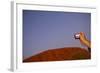 Tourist Photographing Ayers Rock in the Australian Outback-Paul Souders-Framed Photographic Print