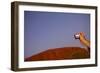 Tourist Photographing Ayers Rock in the Australian Outback-Paul Souders-Framed Photographic Print