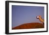 Tourist Photographing Ayers Rock in the Australian Outback-Paul Souders-Framed Photographic Print