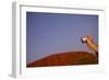 Tourist Photographing Ayers Rock in the Australian Outback-Paul Souders-Framed Photographic Print