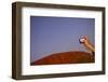 Tourist Photographing Ayers Rock in the Australian Outback-Paul Souders-Framed Photographic Print