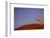 Tourist Photographing Ayers Rock in the Australian Outback-Paul Souders-Framed Photographic Print