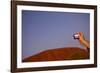 Tourist Photographing Ayers Rock in the Australian Outback-Paul Souders-Framed Photographic Print