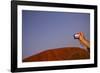 Tourist Photographing Ayers Rock in the Australian Outback-Paul Souders-Framed Photographic Print