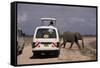 Tourist Safari Vehicle and Elephant, Amboseli National Park, Kenya, East Africa, Africa-Charles Bowman-Framed Stretched Canvas