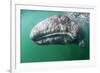 Tourist touching Grey whale calf, Baja California, Mexico-Claudio Contreras-Framed Photographic Print