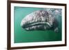 Tourist touching Grey whale calf, Baja California, Mexico-Claudio Contreras-Framed Photographic Print