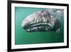 Tourist touching Grey whale calf, Baja California, Mexico-Claudio Contreras-Framed Photographic Print