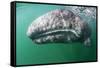 Tourist touching Grey whale calf, Baja California, Mexico-Claudio Contreras-Framed Stretched Canvas