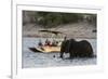 Tourist watching an African elephant (Loxodonta africana), crossing the river Chobe, Chobe National-Sergio Pitamitz-Framed Photographic Print