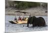 Tourist watching an African elephant (Loxodonta africana), crossing the river Chobe, Chobe National-Sergio Pitamitz-Mounted Photographic Print