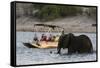 Tourist watching an African elephant (Loxodonta africana), crossing the river Chobe, Chobe National-Sergio Pitamitz-Framed Stretched Canvas