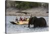 Tourist watching an African elephant (Loxodonta africana), crossing the river Chobe, Chobe National-Sergio Pitamitz-Stretched Canvas