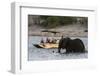 Tourist watching an African elephant (Loxodonta africana), crossing the river Chobe, Chobe National-Sergio Pitamitz-Framed Photographic Print