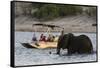 Tourist watching an African elephant (Loxodonta africana), crossing the river Chobe, Chobe National-Sergio Pitamitz-Framed Stretched Canvas