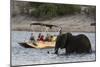 Tourist watching an African elephant (Loxodonta africana), crossing the river Chobe, Chobe National-Sergio Pitamitz-Mounted Photographic Print