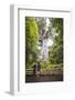 Tourists at Tane Mahuta (Lord of the Forest), the Largest Kauri Tree in New Zealand-Matthew Williams-Ellis-Framed Photographic Print