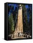 Tourists Dwarfed by the General Sherman Sequoia Tree, Sequoia National Park, California, USA-Kober Christian-Framed Stretched Canvas