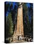 Tourists Dwarfed by the General Sherman Sequoia Tree, Sequoia National Park, California, USA-Kober Christian-Stretched Canvas