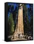 Tourists Dwarfed by the General Sherman Sequoia Tree, Sequoia National Park, California, USA-Kober Christian-Framed Stretched Canvas