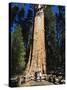 Tourists Dwarfed by the General Sherman Sequoia Tree, Sequoia National Park, California, USA-Kober Christian-Stretched Canvas