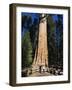 Tourists Dwarfed by the General Sherman Sequoia Tree, Sequoia National Park, California, USA-Kober Christian-Framed Photographic Print