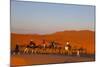 Tourists on Camel Safari, Sahara Desert, Merzouga, Morocco, North Africa, Africa-Doug Pearson-Mounted Photographic Print