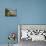 Tourists on viewing platform looking at gannet bird colony, Muriwai Beach, Auckland, North Islan...-null-Photographic Print displayed on a wall