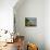 Tourists on viewing platform looking at gannet bird colony, Muriwai Beach, Auckland, North Islan...-null-Photographic Print displayed on a wall