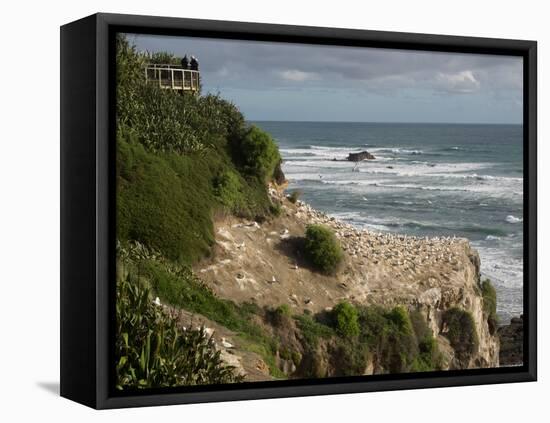 Tourists on viewing platform looking at gannet bird colony, Muriwai Beach, Auckland, North Islan...-null-Framed Stretched Canvas