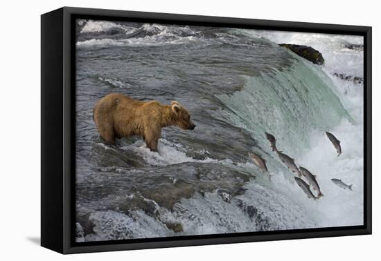 Tourists photographing Brown Bear catching salmon at Brooks Falls, Katmai National Park, Alaska-Keren Su-Framed Stretched Canvas